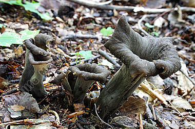 Totentrompeten