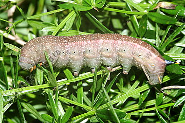 Taubenschwänzchen Raupe