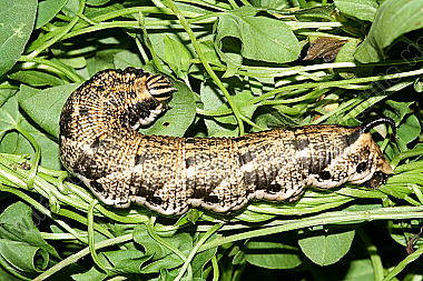 Windenschwärmer Raupe
