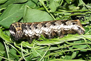 Windenschwärmer Raupe