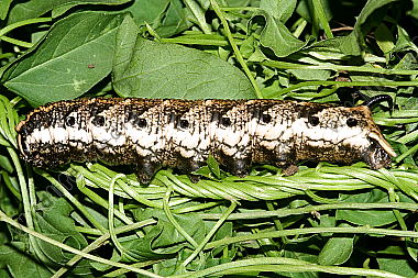 Windenschwärmer Raupe