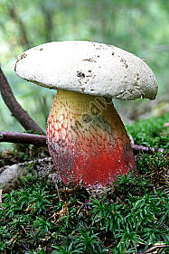 Schönfußröhrling