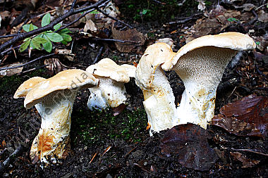 Semmelstoppelpilz