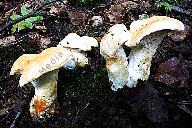 Semmelstoppelpilz