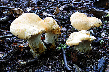 Semmelstoppelpilz