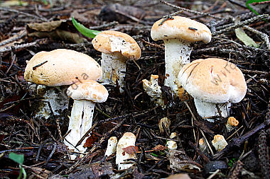 Semmelstoppelpilz