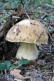 Steinpilz