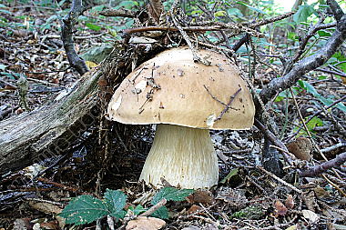 Steinpilz