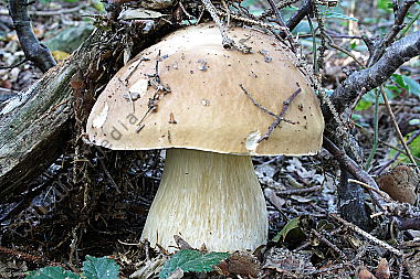 Steinpilz