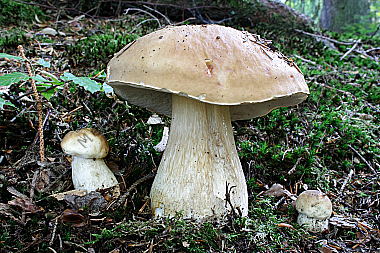 Steinpilz