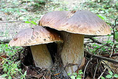Steinpilz