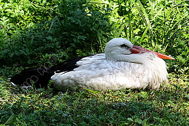 Weißstorch