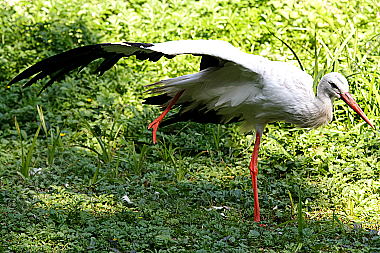 Weißstorch