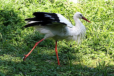 Weißstorch