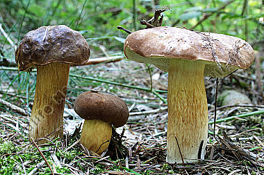 Maronenröhrling