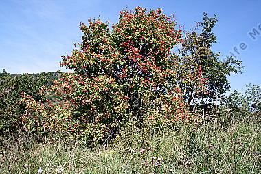 Mehlbeere