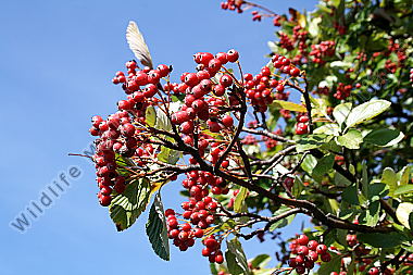 Mehlbeere