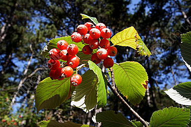 Mehlbeere