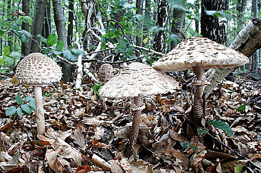 Parasolpilz