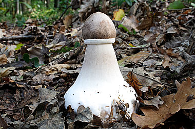Parasolpilz