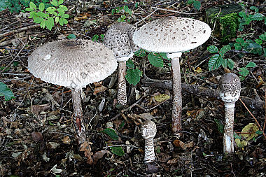 Parasolpilz