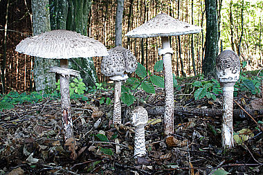 Parasolpilz
