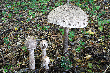 Parasolpilz