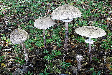 Parasolpilz