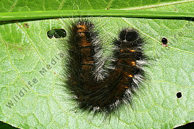 Brombeerspinner Raupe