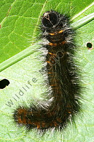 Brombeerspinner Raupe