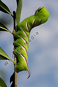 Ligusterschwärmer Raupe