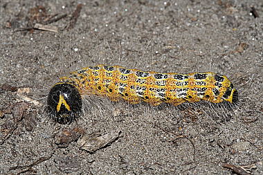 Mondvogel Raupe