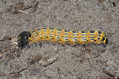 Mondvogel Raupe