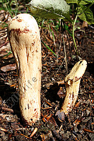 Herkuleskeule