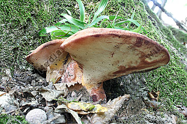 Leberpilz