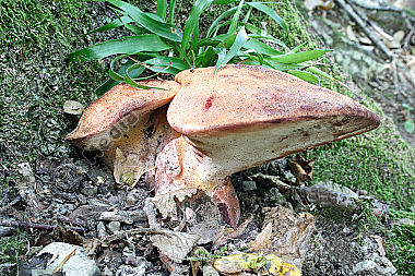 Leberpilz