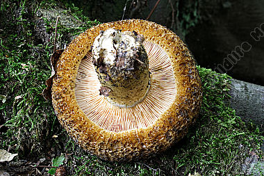 Olivbrauner Milchling