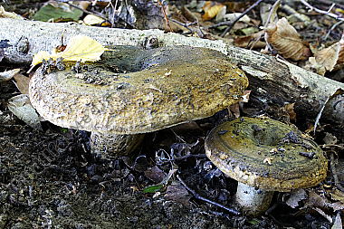 Olivbrauner Milchling