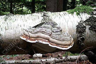 Rotrandiger Baumschwamm