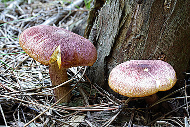 Rötlicher Holzritterling