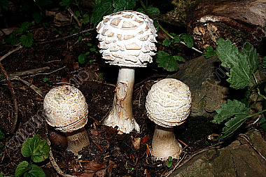 Safranschirmling