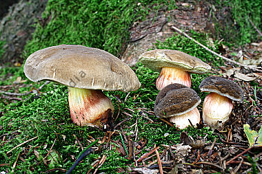 Stattlicher Rotfußröhrling