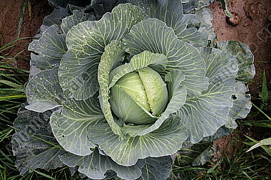 Kraut