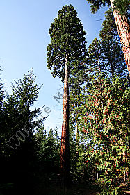 Mammutbaum