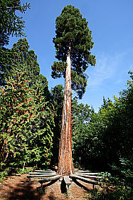 Mammutbaum