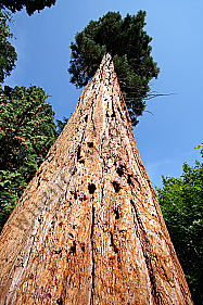 Mammutbaum
