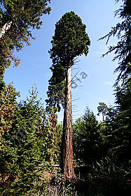 Mammutbaum