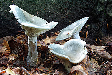 Grüner Anistrichterling
