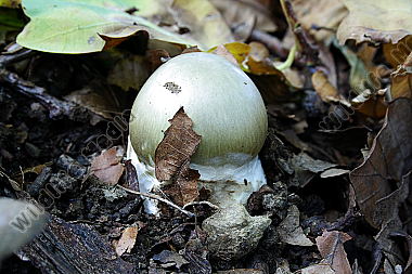Grüner Knollenblätterpilz