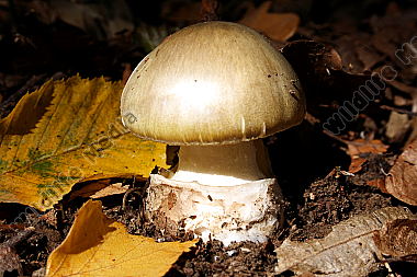 Grüner Knollenblätterpilz